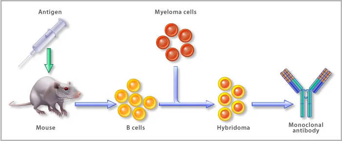 Antigen-Antibody interaction