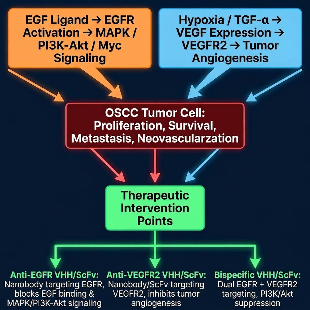EGFR and VEGF signaling in OSCC tumor cells and therapeutic intervention with anti-EGFR and anti-VEGFR2 VHH/ScFv antibodies