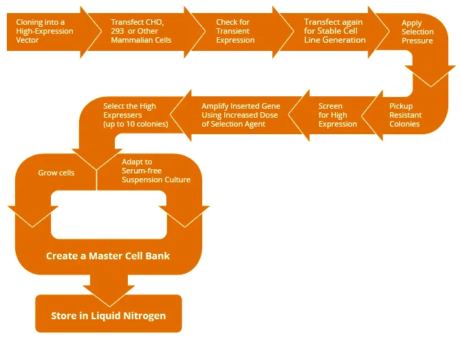 Stable Cell Line Development
